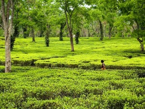 assam