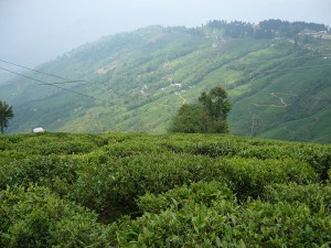 darjeeling