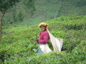 nilgiri